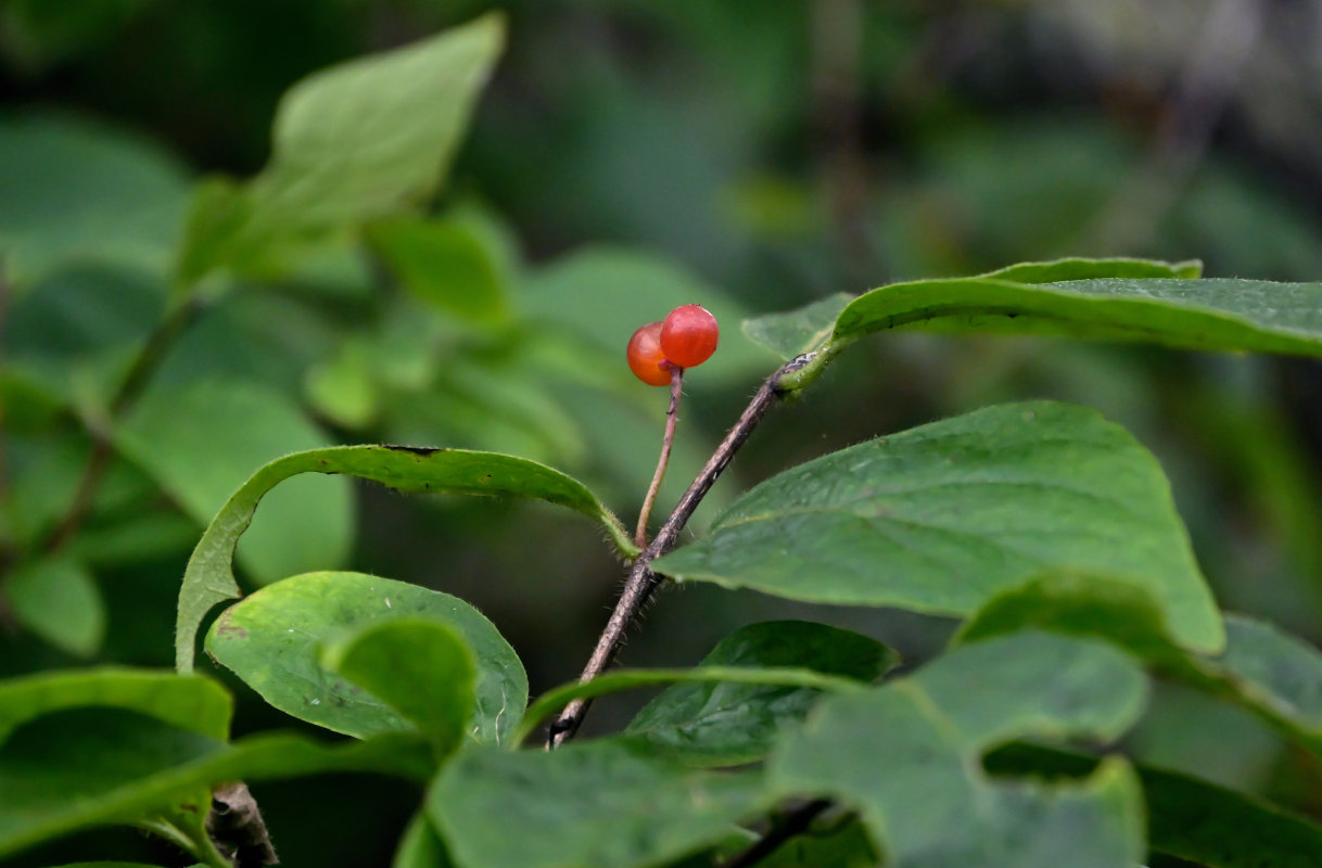 Image of Lonicera chrysantha specimen.