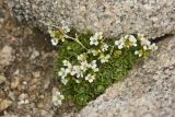 Draba supranivalis