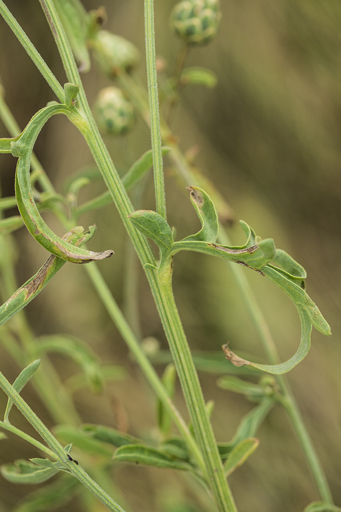 Image of Centaurea salonitana specimen.