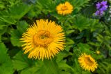 Inula orientalis