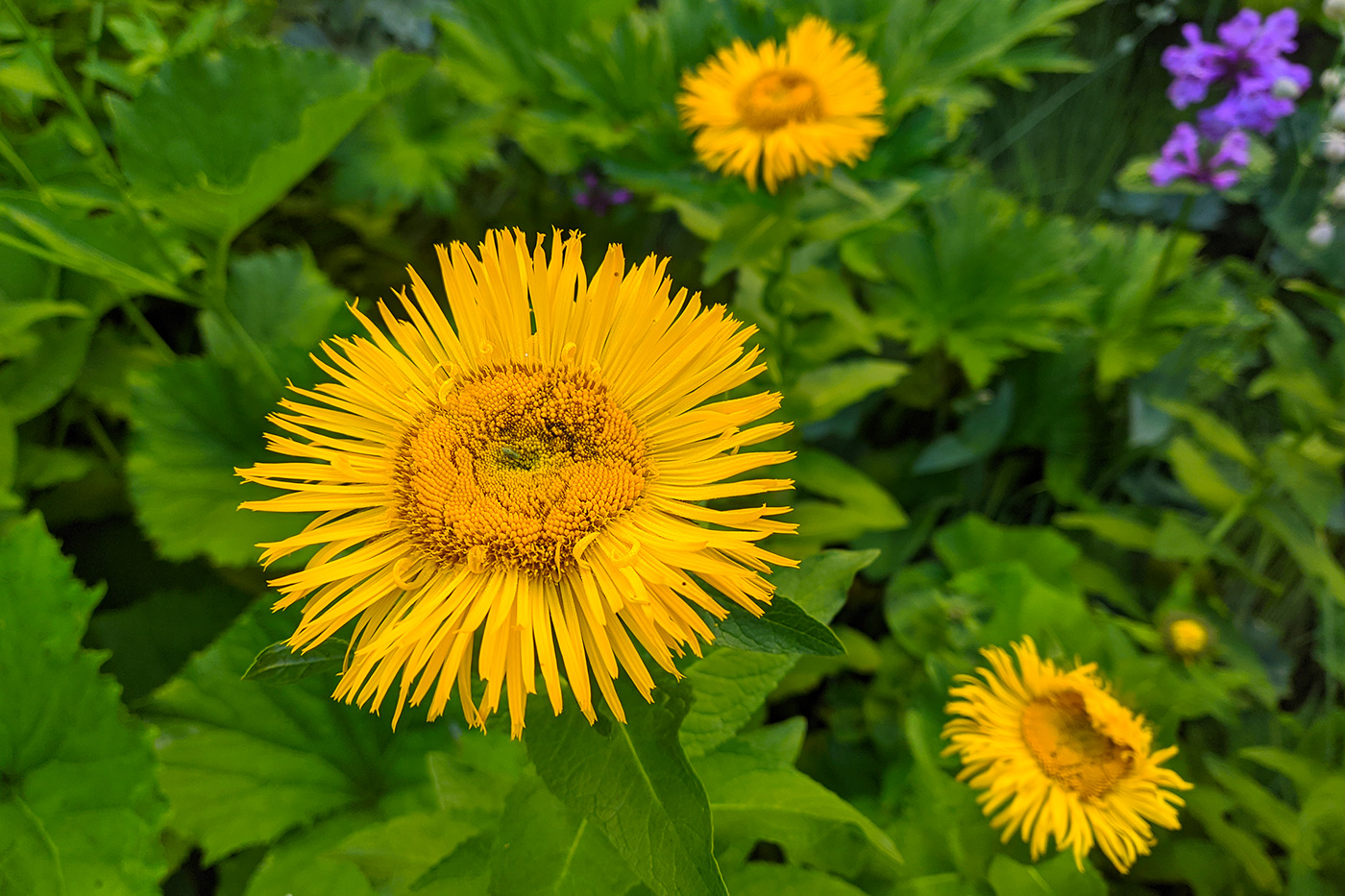 Image of Inula orientalis specimen.