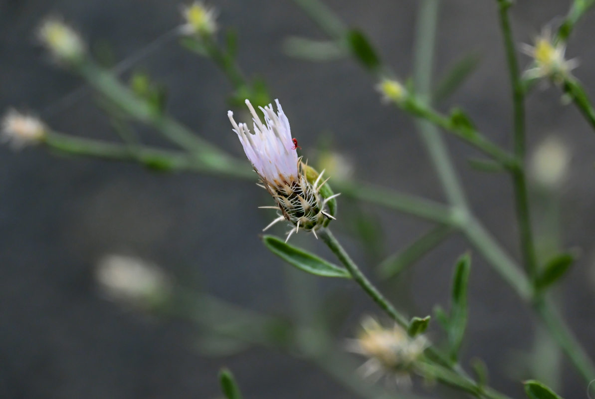 Изображение особи Centaurea diffusa.