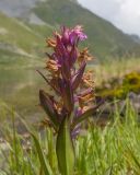 Dactylorhiza euxina. Верхушка побега с отцветающим соцветием. Карачаево-Черкесия, Урупский р-н, хр. Загедан, долина Ацгарских озёр, ≈ 2600 м н.у.м., увлажнённый альпийский луг между средними озёрами. 09.08.2023.