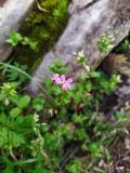 Geranium lucidum