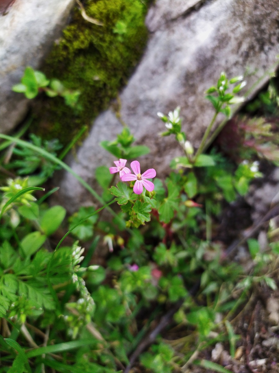 Image of Geranium lucidum specimen.