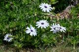 Osteospermum fruticosum