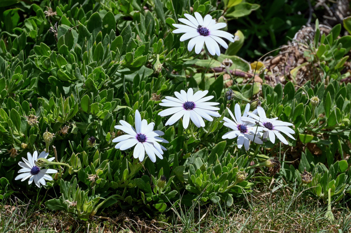 Image of Osteospermum fruticosum specimen.