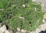 род Juniperus