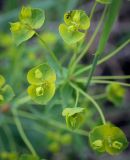 Euphorbia virgata. Соцветия-циации с питающимся муравьём. Пермский край, Кунгурский р-н, окр. дер. Дейково, ур. Греховская гора, разнотравный луг на вершине урочища. 04.06.2023.