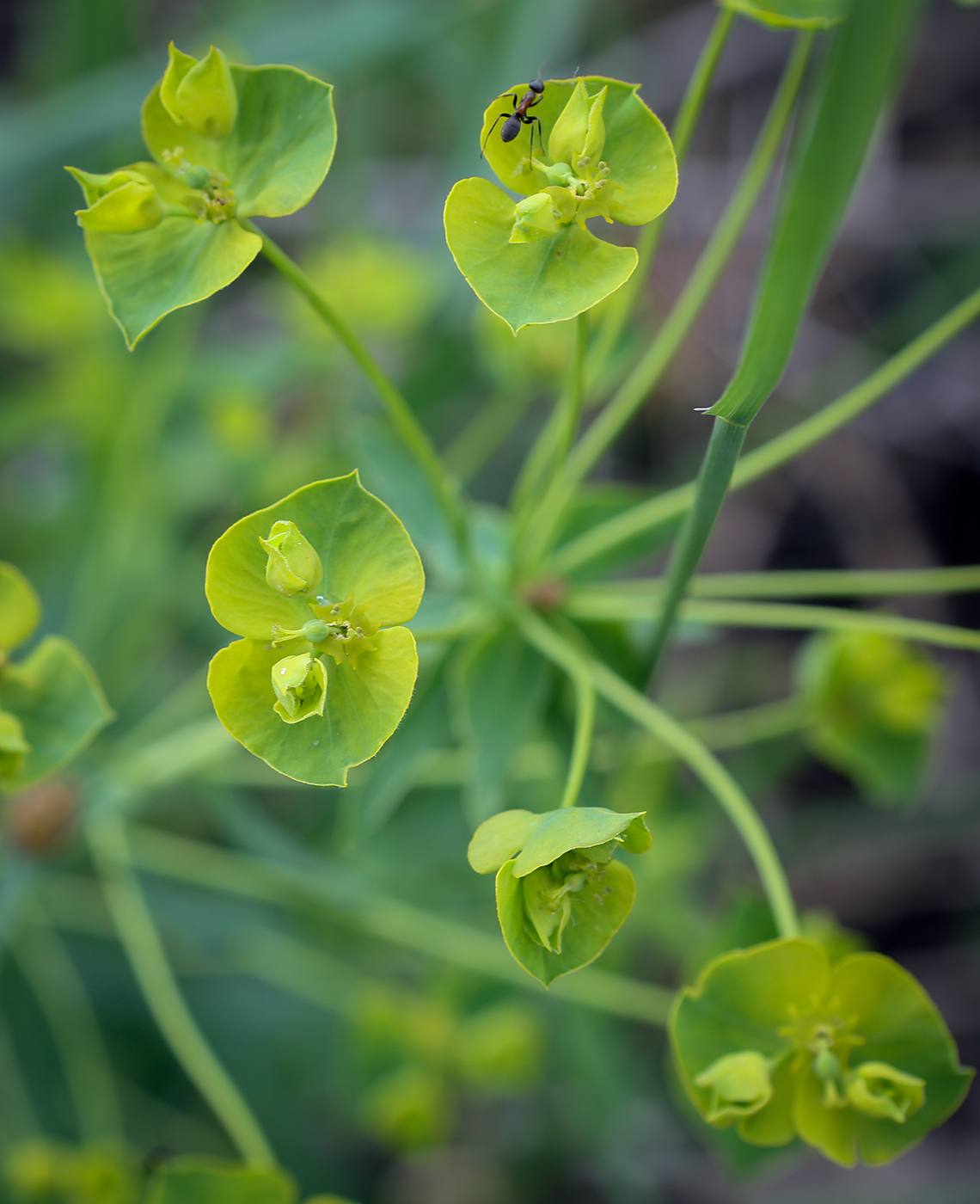 Изображение особи Euphorbia virgata.