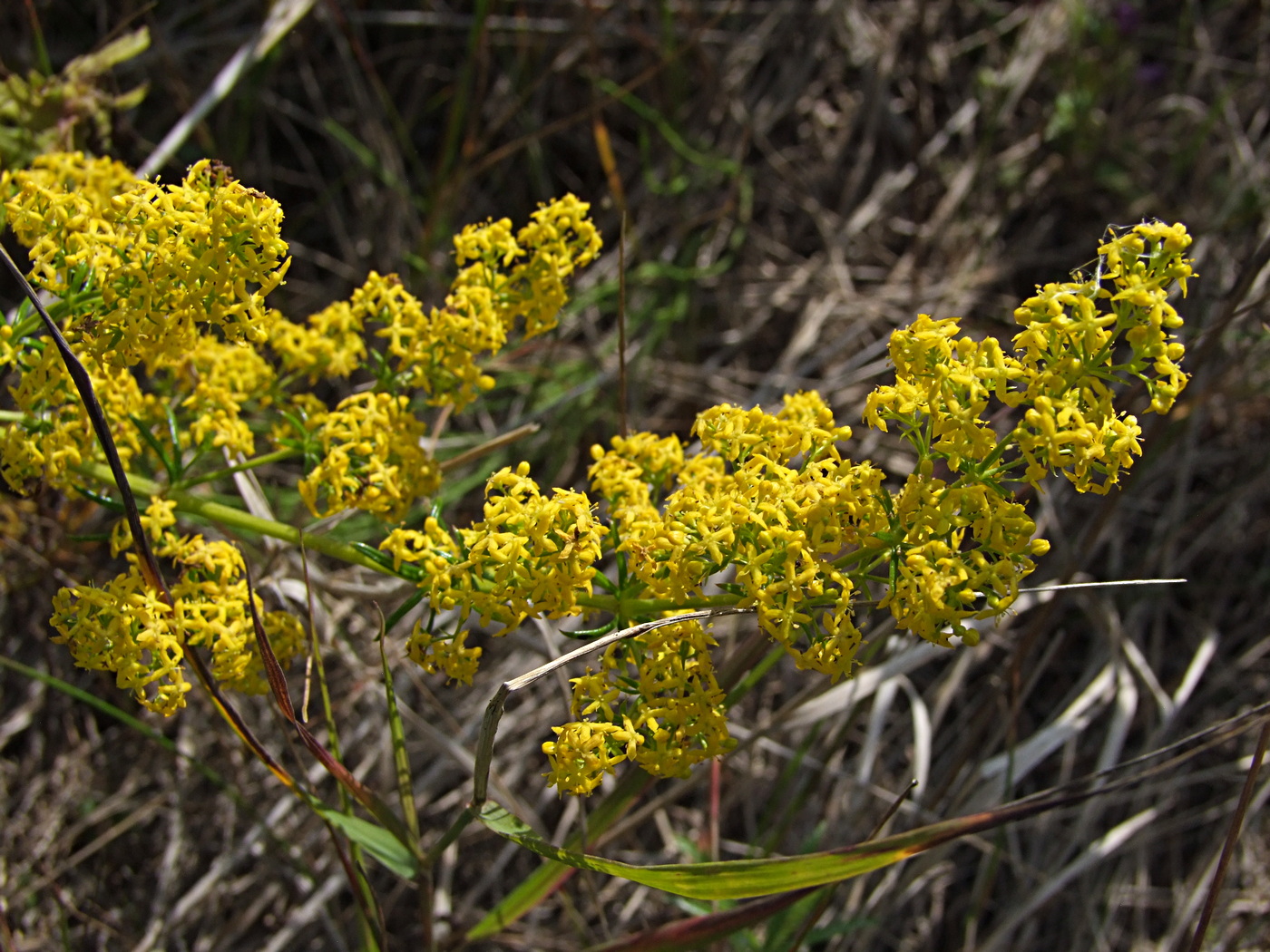 Изображение особи Galium verum.