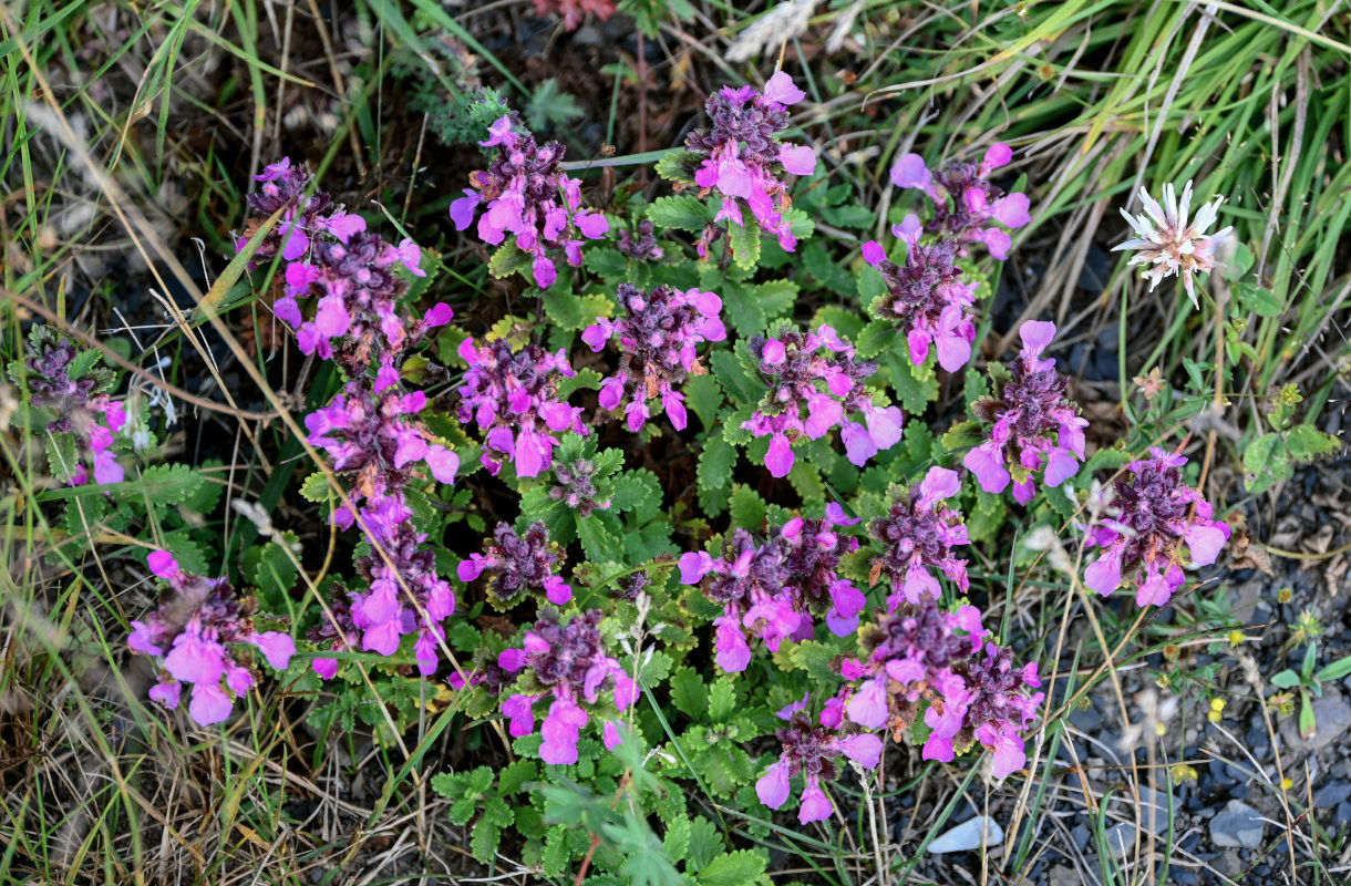 Изображение особи Teucrium chamaedrys.