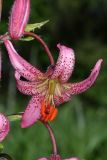 Lilium pilosiusculum