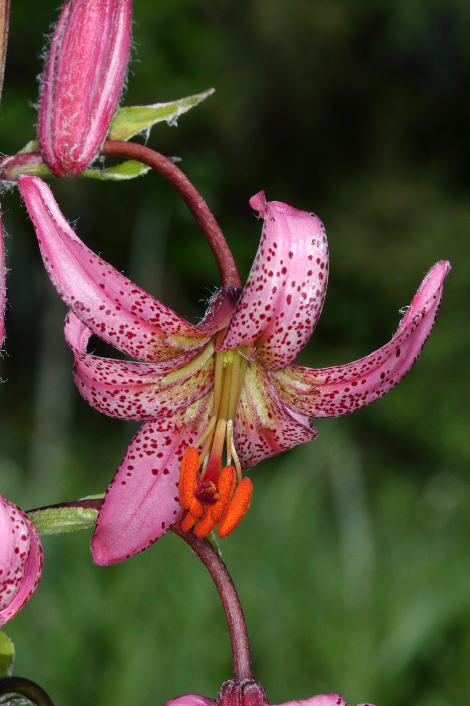 Изображение особи Lilium pilosiusculum.