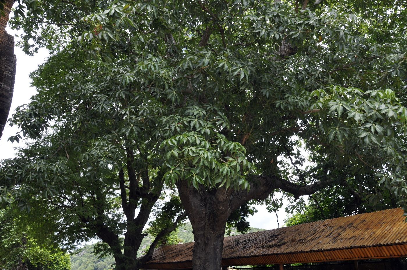 Image of Sterculia foetida specimen.