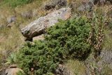 genus Juniperus