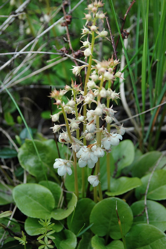 Image of Pyrola rotundifolia specimen.
