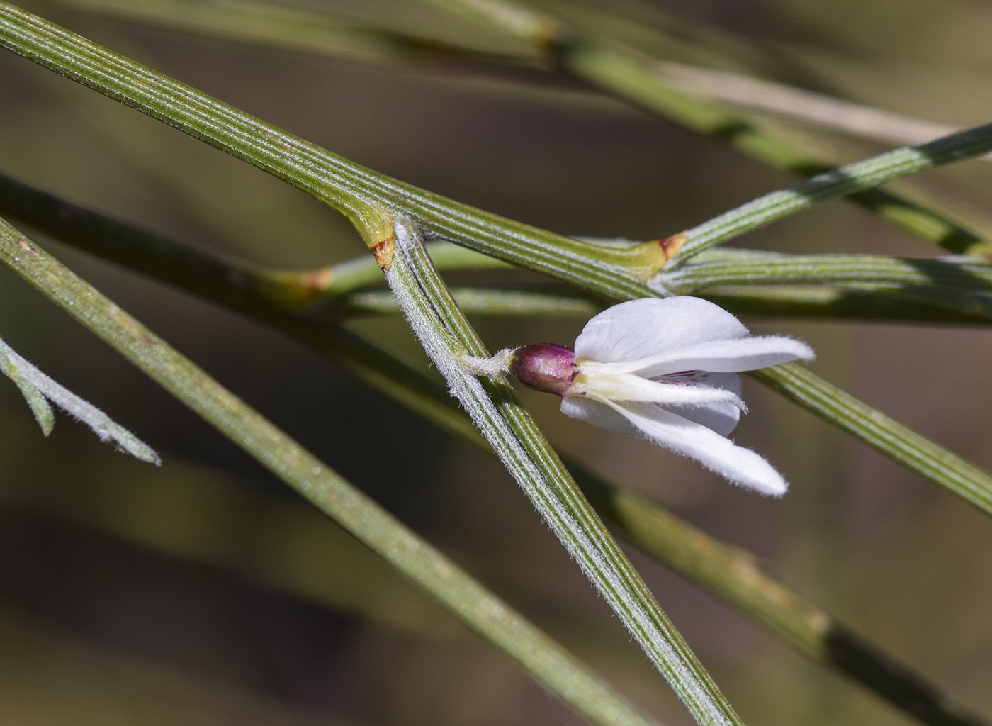 Изображение особи Retama monosperma.