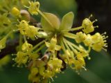 Cornus mas