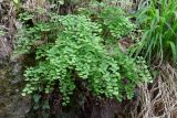 Adiantum capillus-veneris