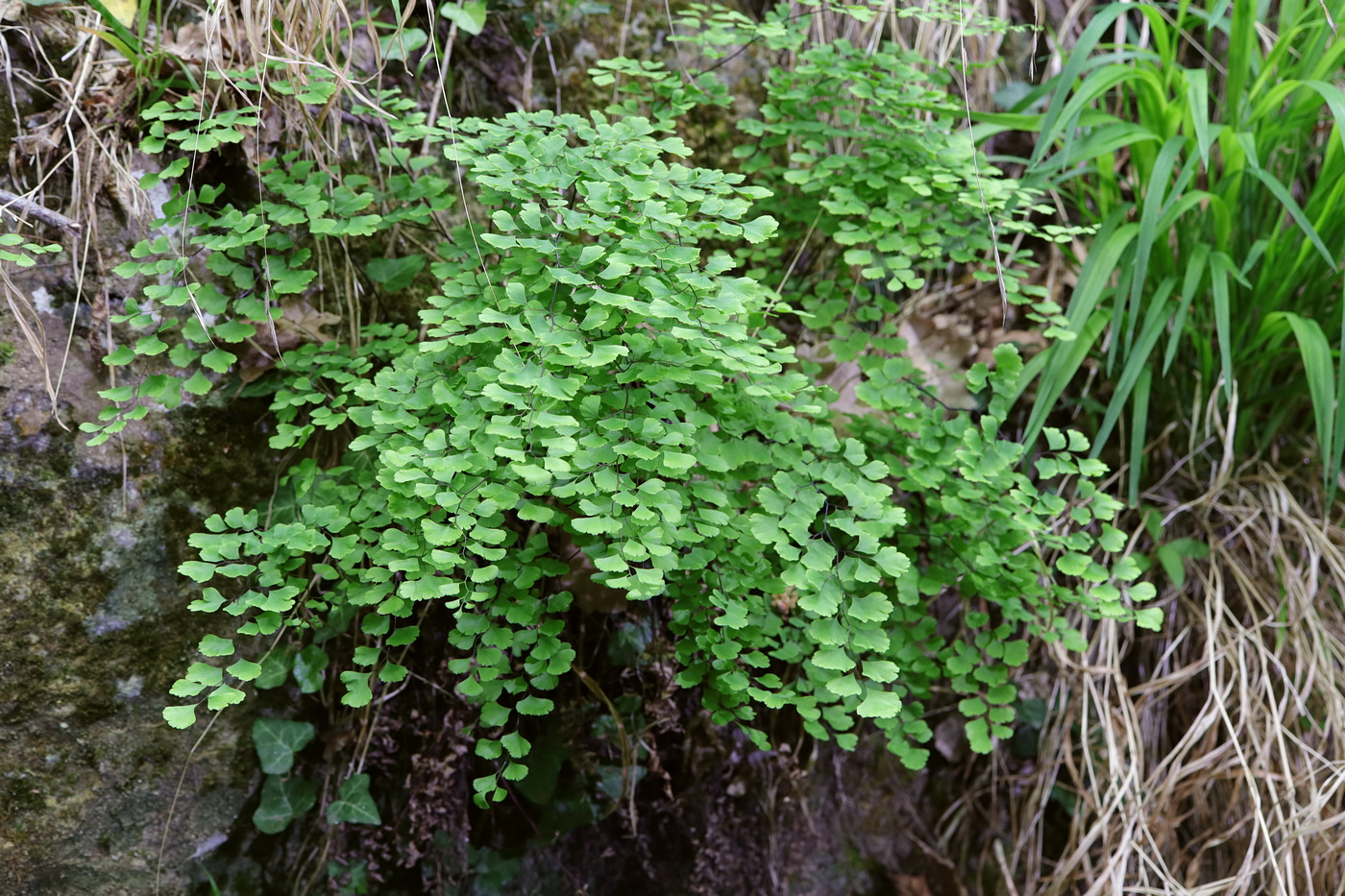 Изображение особи Adiantum capillus-veneris.