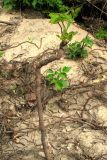 Rubus caesius