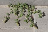 Amaranthus deflexus