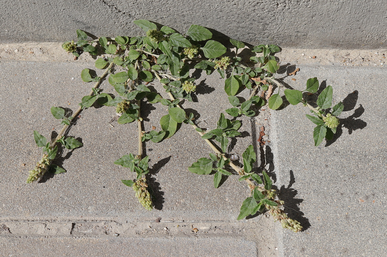 Image of Amaranthus deflexus specimen.