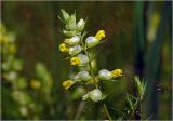 Rhinanthus aestivalis. Верхушка цветущего растения. Московская обл., Раменский р-н, окр. ж.-д. платформы Хрипань, просека под ЛЭП, разнотравье. 01.07.2024.