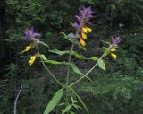 Melampyrum nemorosum