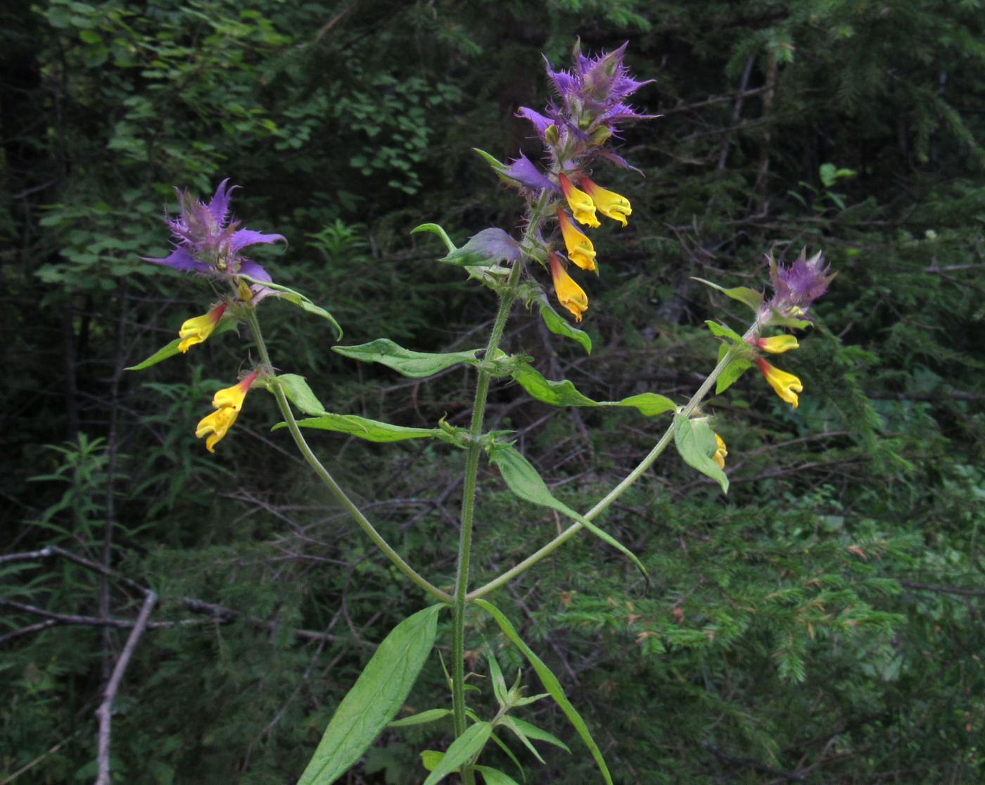 Image of Melampyrum nemorosum specimen.
