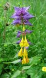 Melampyrum nemorosum