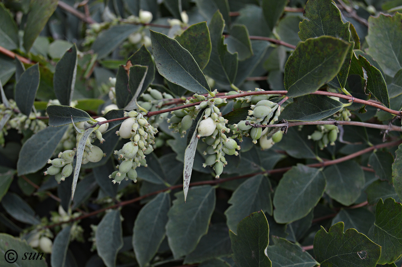 Изображение особи Symphoricarpos albus var. laevigatus.