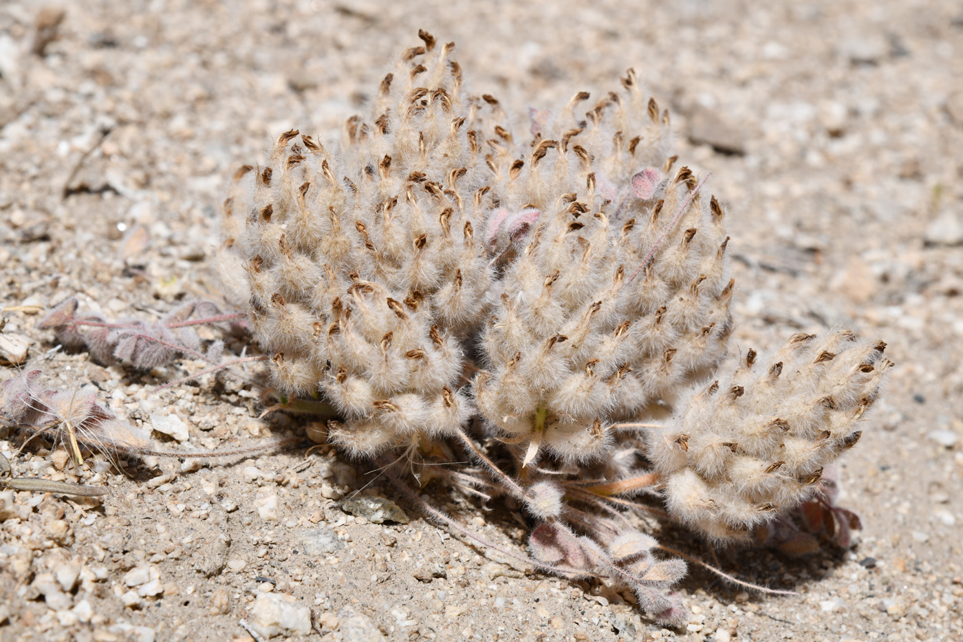 Image of Astragalus breviscapus specimen.
