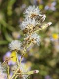 Tripolium pannonicum. Верхушка побега с соплодиями разной степени зрелости. Испания, Каталония, пров. Жирона, комарка Альт-Эмпорда, муниципалитет Сан-Педро-Пескадор, устье р. Флувиа, осушенный участок маршевого луга на переходе к приречной растительности отводного канала. 19.10.2024.