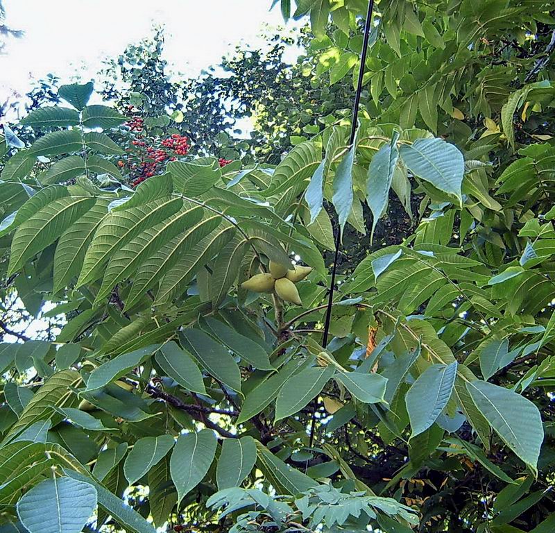Image of Juglans mandshurica specimen.