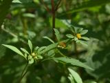 Bidens frondosa