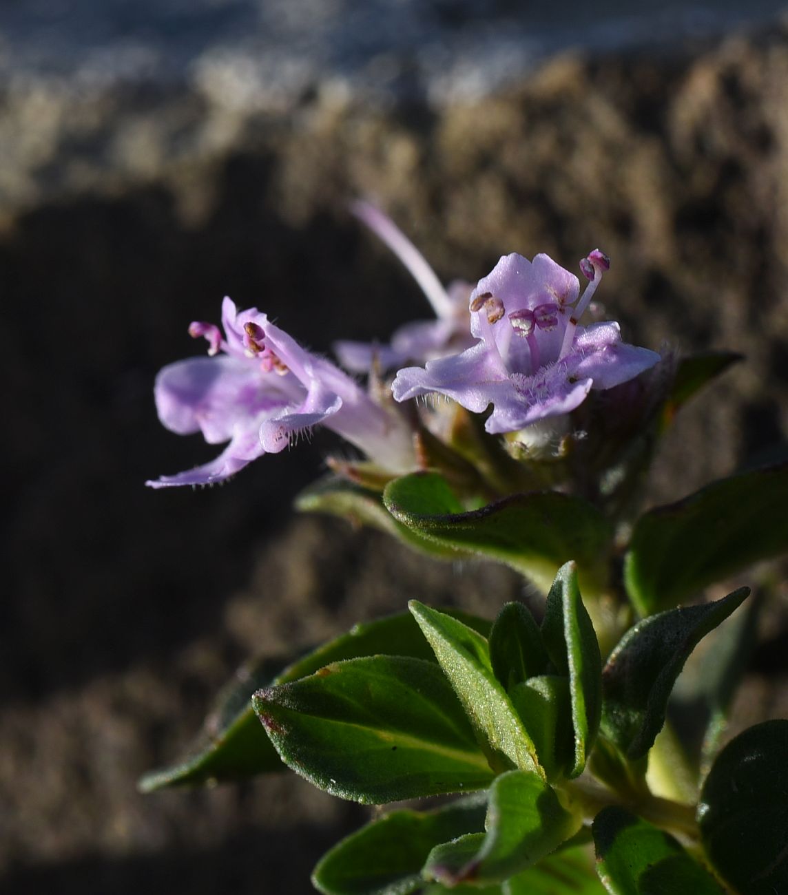 Изображение особи род Thymus.