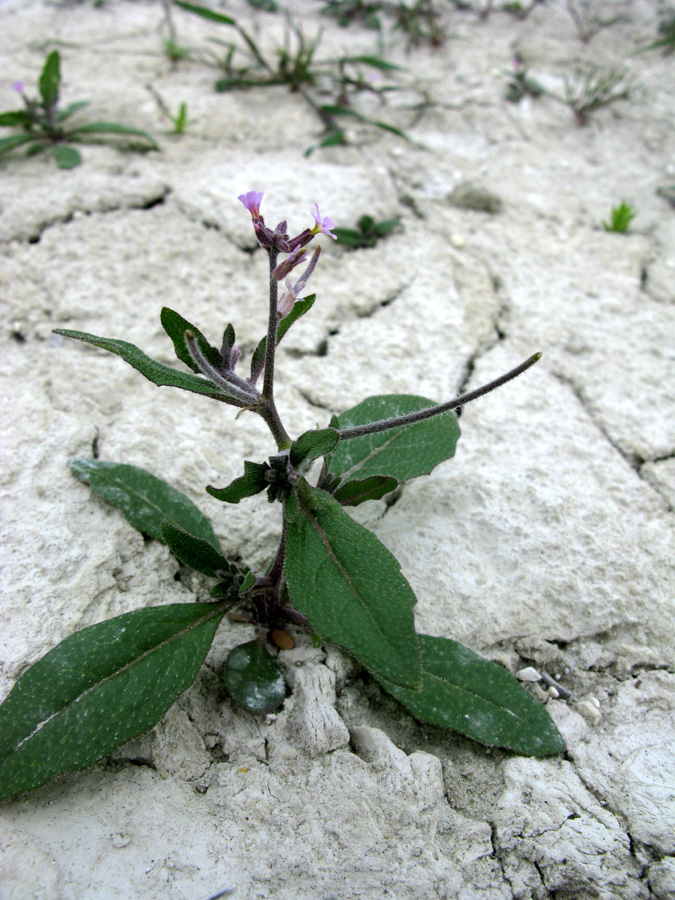Image of Strigosella africana specimen.