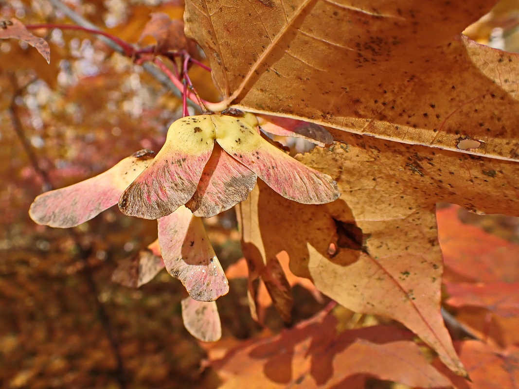 Image of Acer mono specimen.