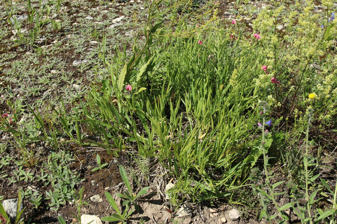 Image of Lathyrus sylvestris specimen.