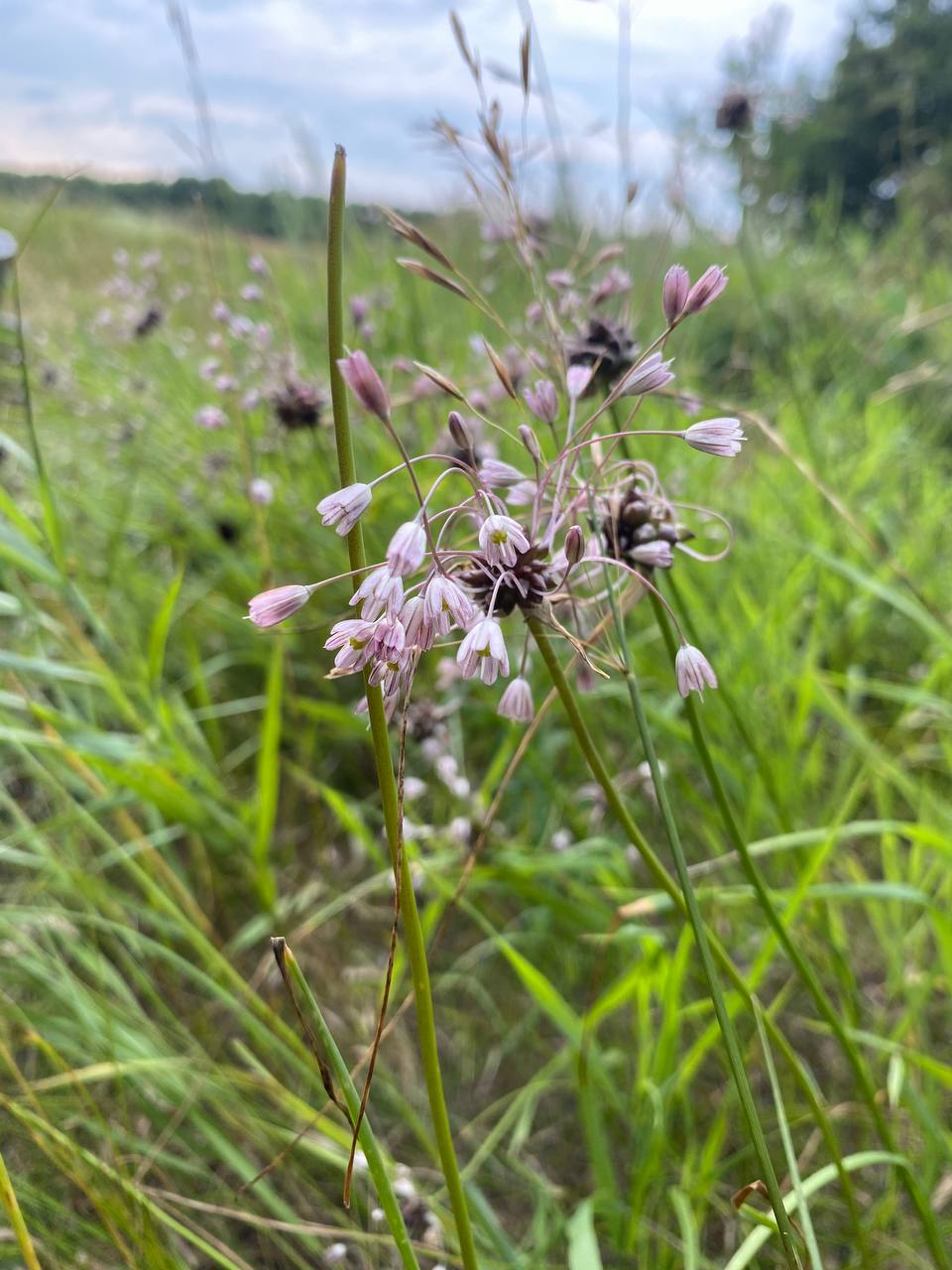 Image of Allium oleraceum specimen.