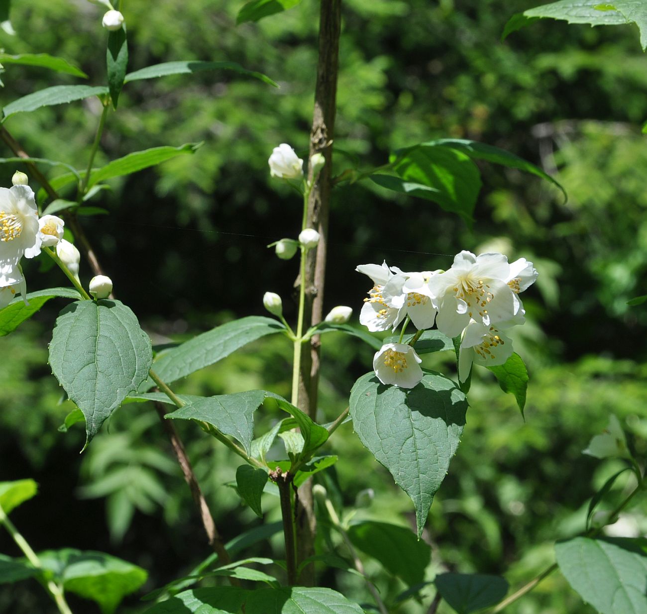Image of Philadelphus caucasicus specimen.