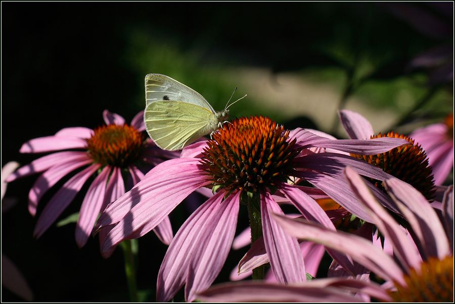 Изображение особи Echinacea purpurea.