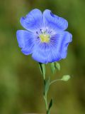 род Linum