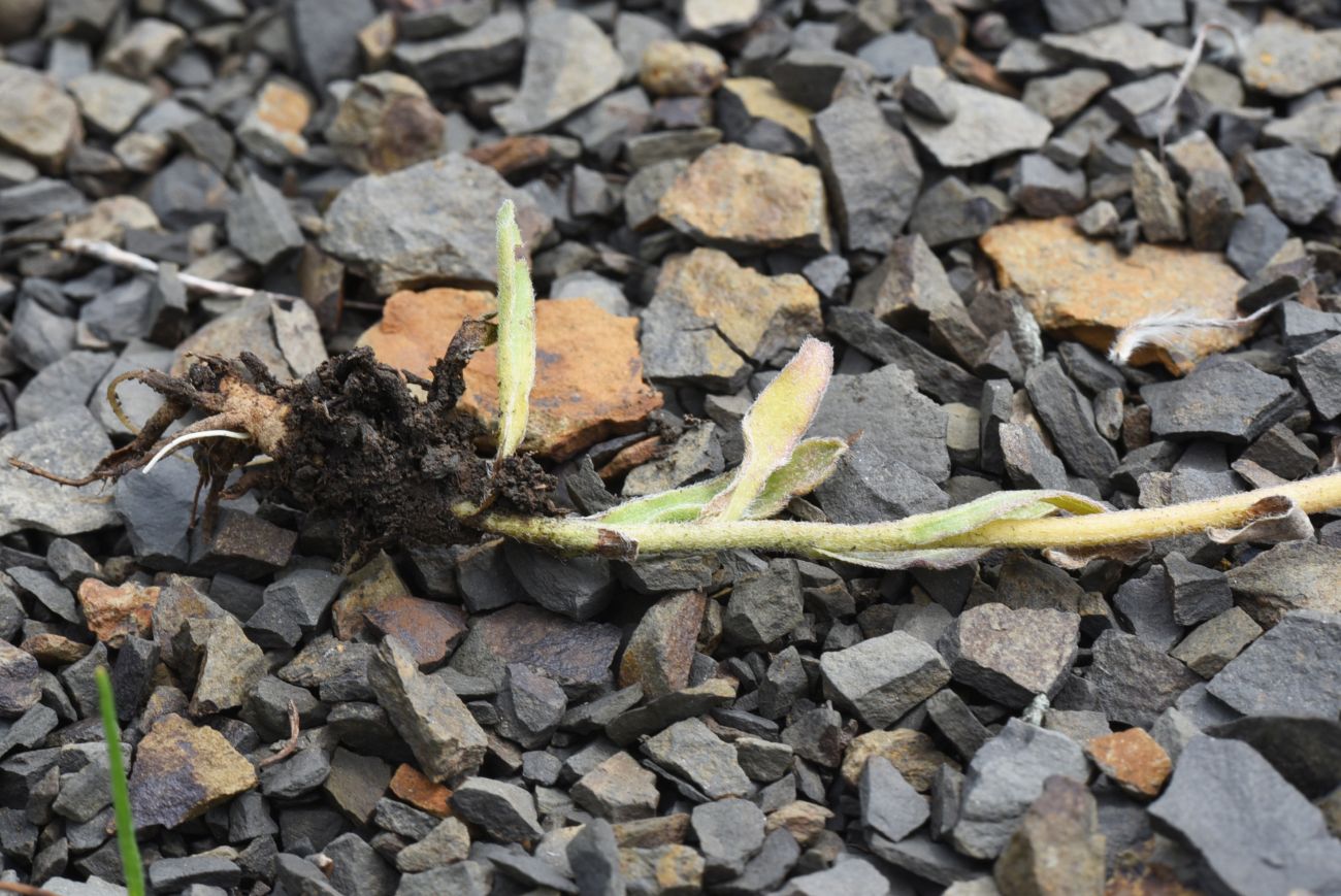 Image of Erigeron uniflorus specimen.