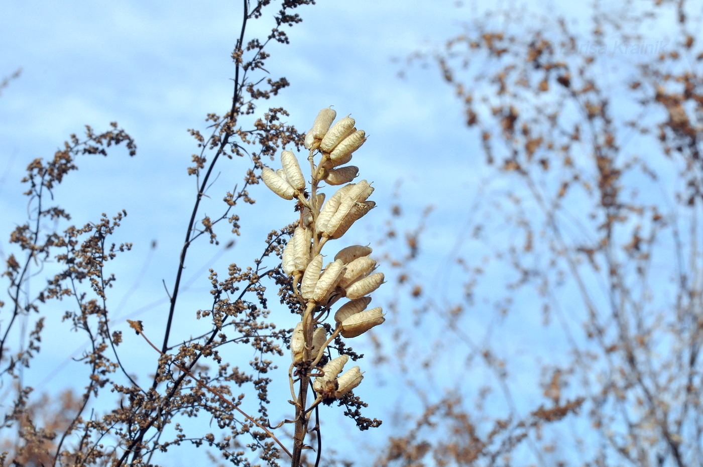 Изображение особи Aconitum coreanum.