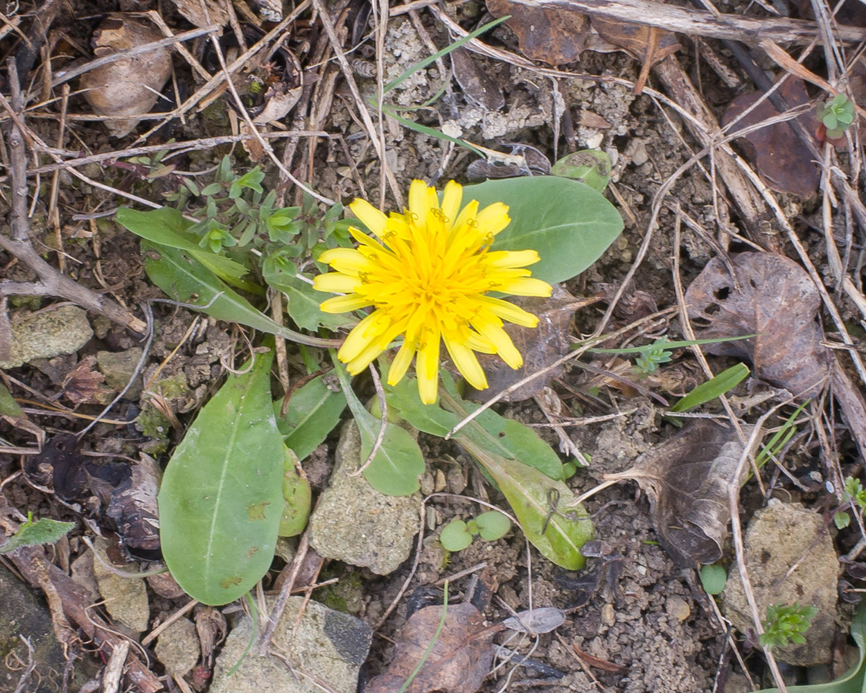 Image of genus Taraxacum specimen.
