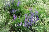 Vicia tenuifolia