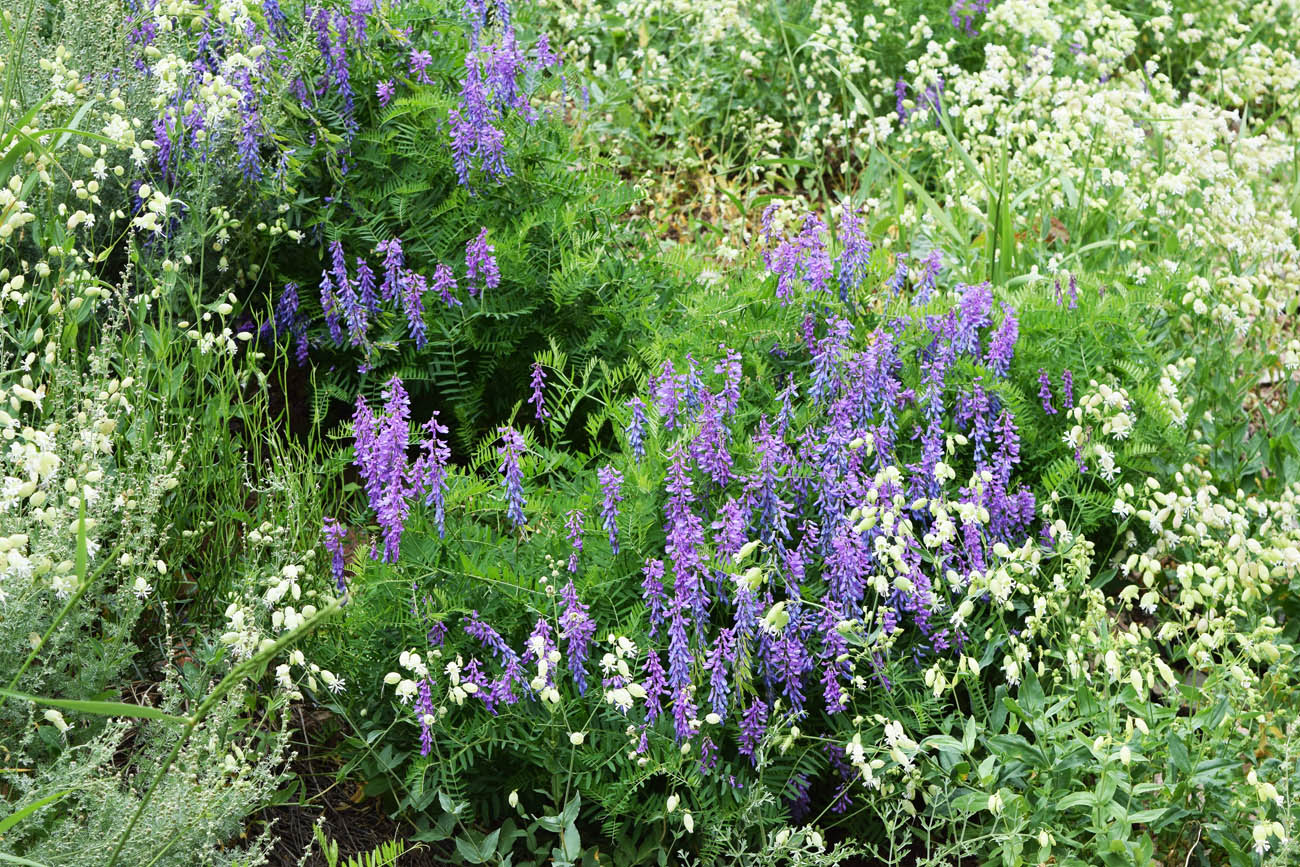 Image of Vicia tenuifolia specimen.